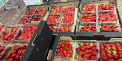 Natürliche Erdbeeren von hoher Qualität, die in die ganze