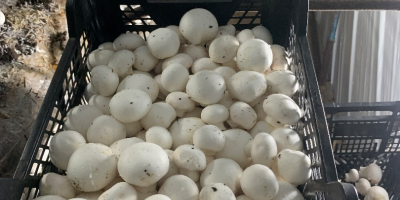 Voi vinde ciuperci albe proaspete. Posibilitate de cooperare permanentă.