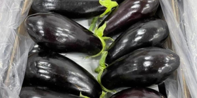 High quality eggplant, with the possibility of shipping to