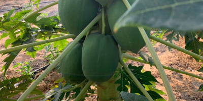 Delicious top quality red lady papayas. once turn to