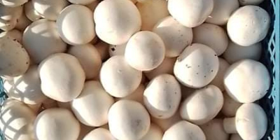 Тражимо произвођаче беле печурке прве класе током целе године.