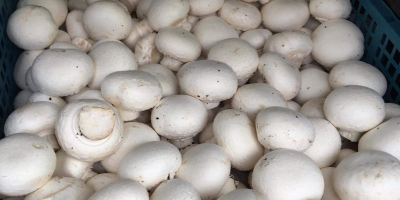 Cerchiamo produttori di funghi bianchi di prima qualità tutto