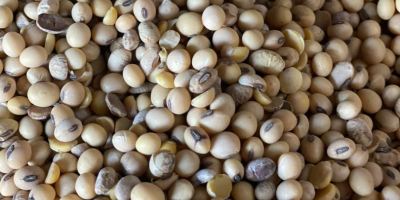 We sell soybeans, very good quality, all indicators normal,