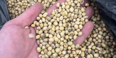 We sell soybeans, very good quality, all indicators normal,