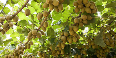 For sale, freshly picked kiwifruit of good calibration