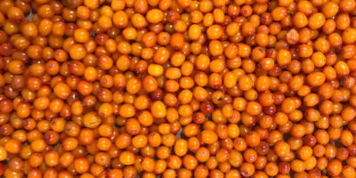 We offer IQF Frozen Seabuckthorn. Cultivted berries - Conventional