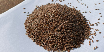 SRL Smolensk Agro Export exportă semințe de in galben