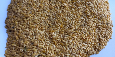 SRL Smolensk Agro Export exportă semințe de in galben