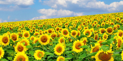 Wir verkaufen Sonnenblumen, die 2022 geerntet wurden. Feuchtigkeit 5-6