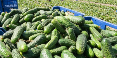 I will sell pickled cucumber (pickled) in barrels. Cucumber
