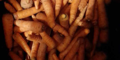Ich verkaufe Karotten aus eigenem Anbau ohne Düngemittel (Sie