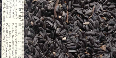 SUNFLOWER SEEDS Quality: Oil content: 49.7% Moisture: up to