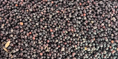 Un&#39;azienda polacca vende semi di colza di origine ucraina
