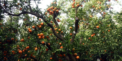 Zwischen November und Februar füllen sich die berühmten Mandarinenplantagen