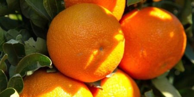 Between November and February the famous tangerine orchards of
