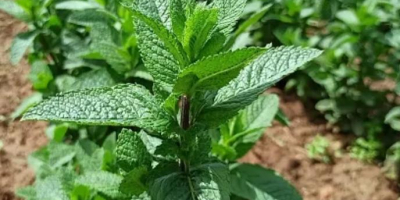 Mint from Morocco is available in large quantities