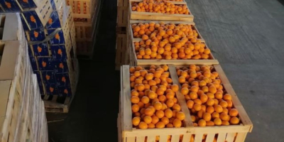 Van mandarinunk, rendelési méret 100 tonnától 1000 tonnáig, tengeri
