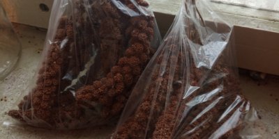 Senegal red millet for sale. This year&#39;s collection. For