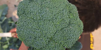 Există o mulțime de broccoli. Economie proprie. Fă-te bine.