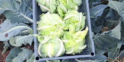 Nálunk ömlesztve van karfiol. Cabbage Üzbegisztán országban helyezkedik. Felvenni.