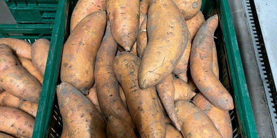 Sweet potatoes S M L XL for sale