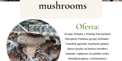 Shiitake gomba a lengyel gombából Schiitake gombát kínálunk -