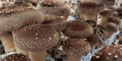 Shiitake-Pilze vom polnischen Pilz Wir bieten Ihnen Schiitake-Pilze -