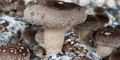 Shiitake mushrooms from the Polish Mushroom We offer you
