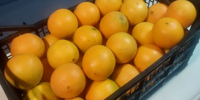 Vendo arancia neveline spagnola, molto dolce senza nocciolo, calibro