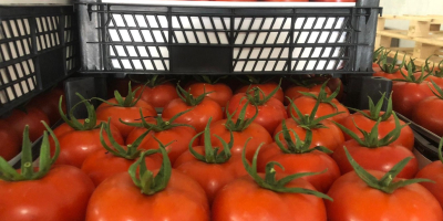 Ich werde Tomaten verkaufen, Herkunftsland Türkei. Ich lade Sie