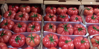 Ich werde Tomaten verkaufen, Herkunftsland Türkei. Ich lade Sie
