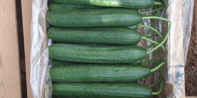 I will sell ground and greenhouse cucumbers. Country of