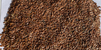 Semințe de in maro și auriu. FCA- Kazahstan.