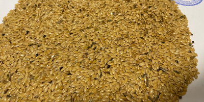 Brown and golden flax seeds, harvest 2022. Origin -