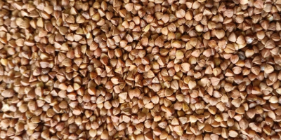 Our company is pleased to offer roasted buckwheat groats,