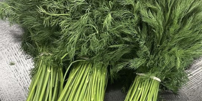 We will sell fresh dill and parsley from imports,