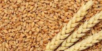 Vendo grano di 3° grado Ucraina (Olena tel,vaiber,watsap +380666533590)