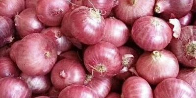 Vendiamo Red Onion Cal 5+ da agricoltori locali rumeni.
