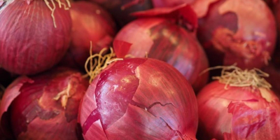 We are selling Red Onion Cal 5+ from romanian