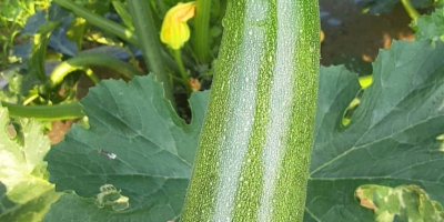 We sell high quality zucchini available in all sizes