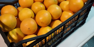 I will sell a Spanish orange, sweet and seedless,