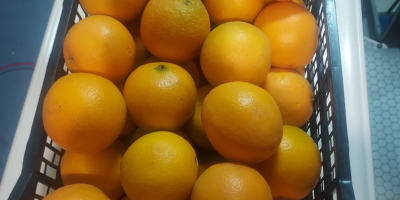 Vendo un&#39;arancia spagnola, dolce e senza semi, molto succosa,