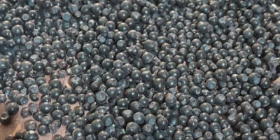 I will sell wild blueberries, the price of peeled