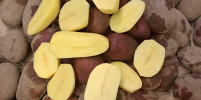 We sell red and yellow potatoes in large quantities.