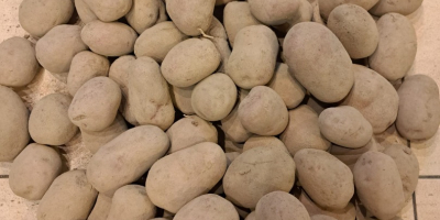 We sell red and yellow potatoes in large quantities.