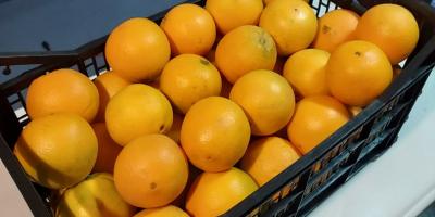 Ich werde spanische Orangen Neveline süß, saftig und kernlos
