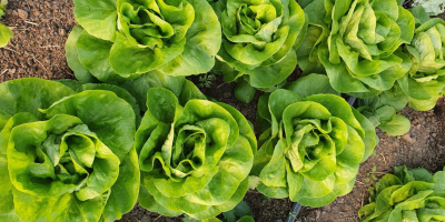 I am selling 70,000 salads, from the Shangore breed,
