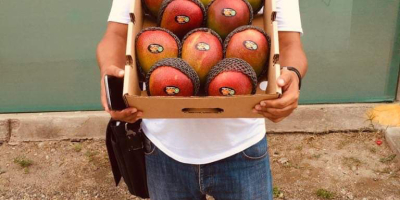 Mango Kent direkt von Produzenten im Norden Perus. (Tambogrande,