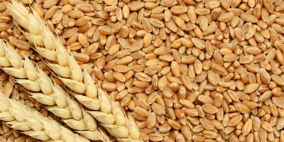 I will sell wheat in the FOB Reni port