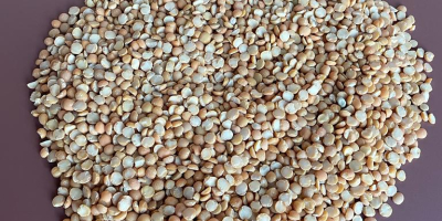 We will sell yellow peas (halves). Food quality, suitable